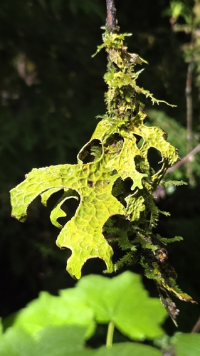 Tree Lungwort