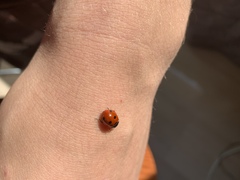 Coccinella septempunctata