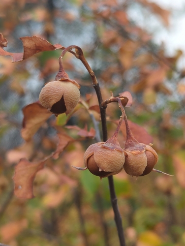 Styrax redivivus, 2026-09-02