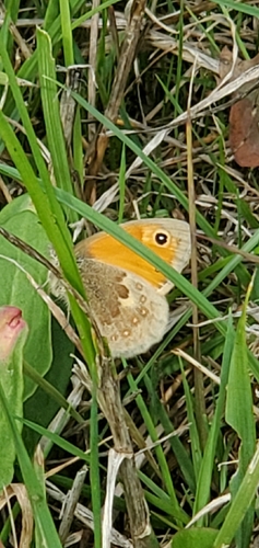 Small Heath
