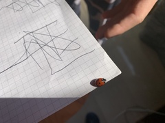 Coccinella septempunctata