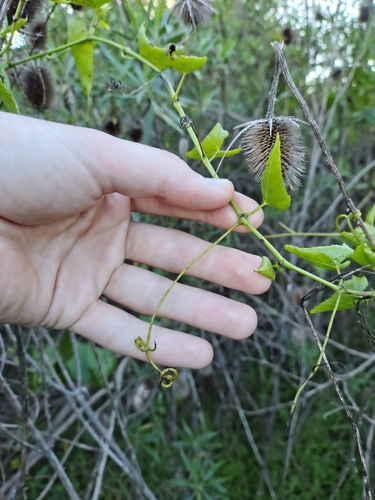 Cissus verticillata, photograph 4