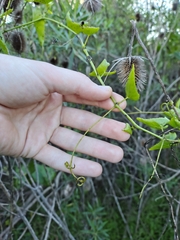 Cissus verticillata, photograph (c) Felipe Horton, some rights reserved (CC BY)