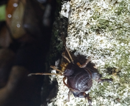 Acanthopachylus robustus