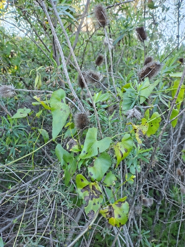 Cissus verticillata, photograph 5