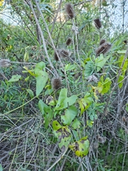 Cissus verticillata, photograph (c) Felipe Horton, some rights reserved (CC BY)