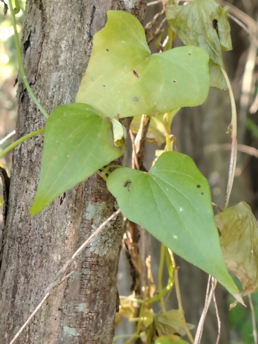 Dioscorea sinuata (Dioscorea sinuata)
