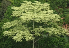 Angiospermae