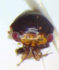 Micrutalis