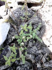 Sedum potosinum