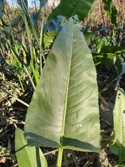 Senecio bonariensis, photograph (c) Felipe Horton, some rights reserved (CC BY)