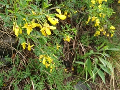 Cytisus emeriflorus