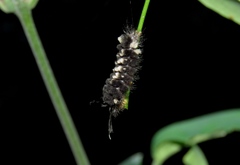 Lepidoptera