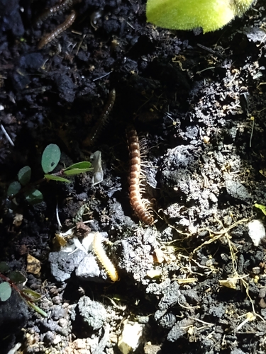 Greenhouse Millipede