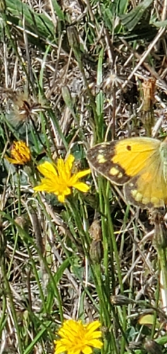 Clouded Yellow