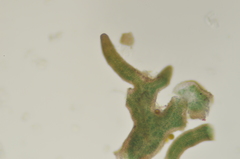 Pseudephebe pubescens