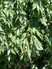 Fraxinus