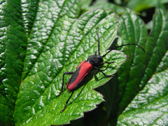 Purpuricenus kaehleri