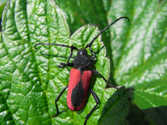 Purpuricenus kaehleri