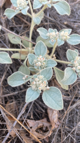 turkey mullein