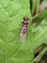 Episyrphus balteatus