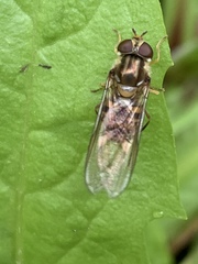 Episyrphus balteatus