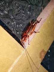 Teleogryllus mitratus