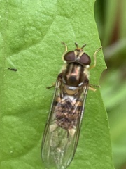 Episyrphus balteatus