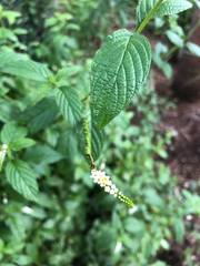 Heliotropium angiospermum