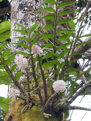 Dendrobium smillieae, photograph (c) Kai Squires, some rights reserved (CC BY)