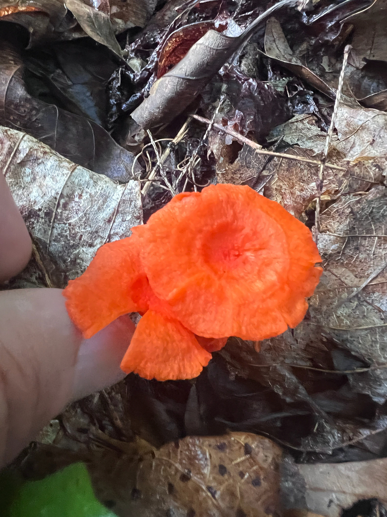 Red Chanterelle · September 2026 · photo: Photo: no rights reserved · iNaturalist
