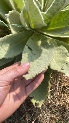 great mullein