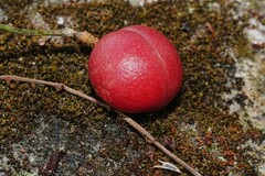 Protium copal, photograph (c) Lon Brehmer, some rights reserved (CC BY)