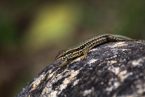 Common Wall Lizard