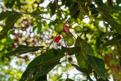 Protium copal, photograph (c) Lon Brehmer, some rights reserved (CC BY)