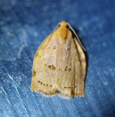 Archips rileyana