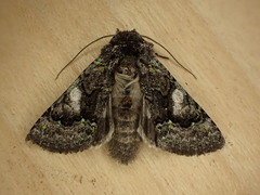 Behrensia conchiformis