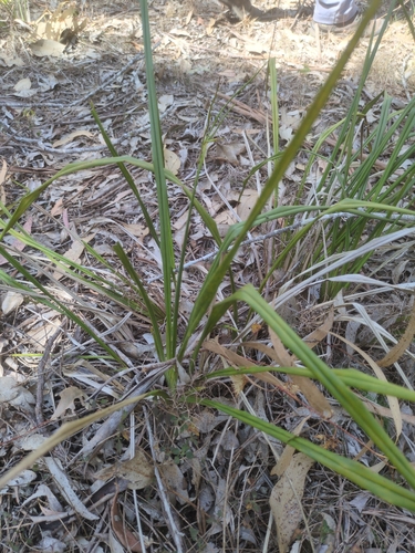 Dianella brevipedunculata, photograph 3