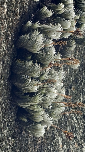 Tillandsia araujei