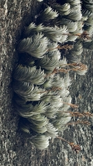 Tillandsia araujei