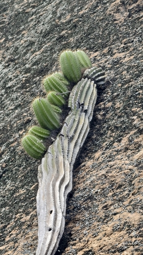 Coleocephalocereus fluminensis