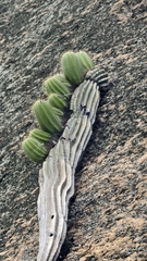 Coleocephalocereus fluminensis
