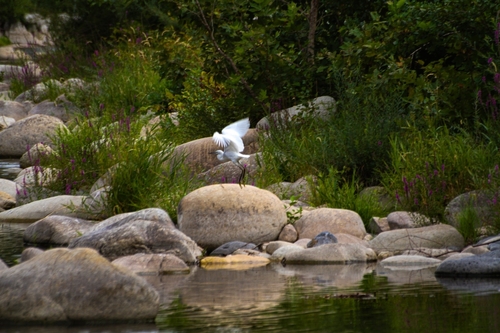 Little Egret