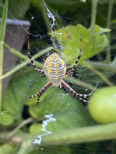 Banded Garden Spider