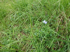 Linum alpinum