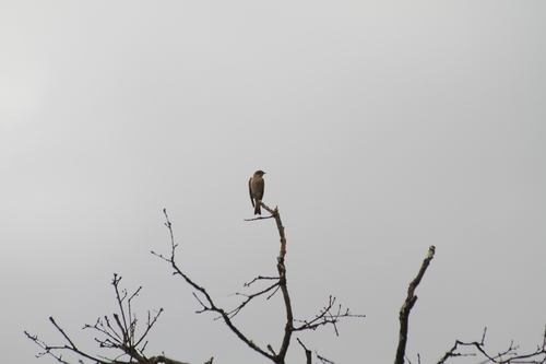 European Pied Flycatcher