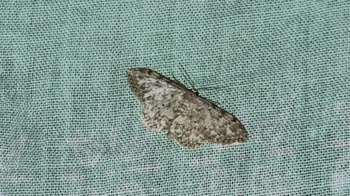Idaea camparia