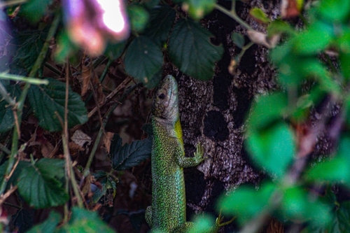 Western Green Lizard
