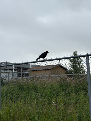 American Crow