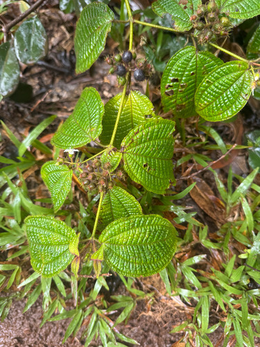 Miconia crenata observed 2026-09-02